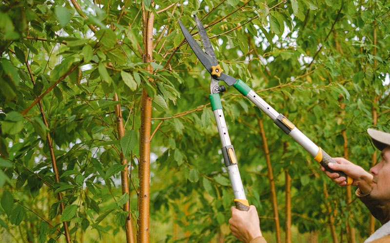Tree trimming in Argusville, ND